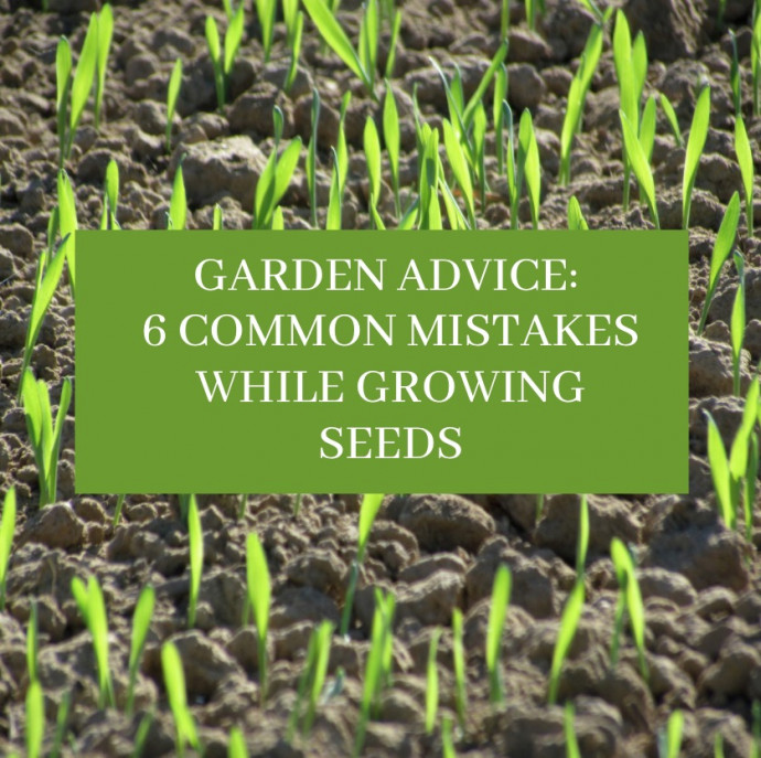 Common Mistakes While Growing Seeds