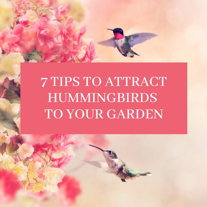 7 Tips to Attract Hummingbirds to Your Garden
