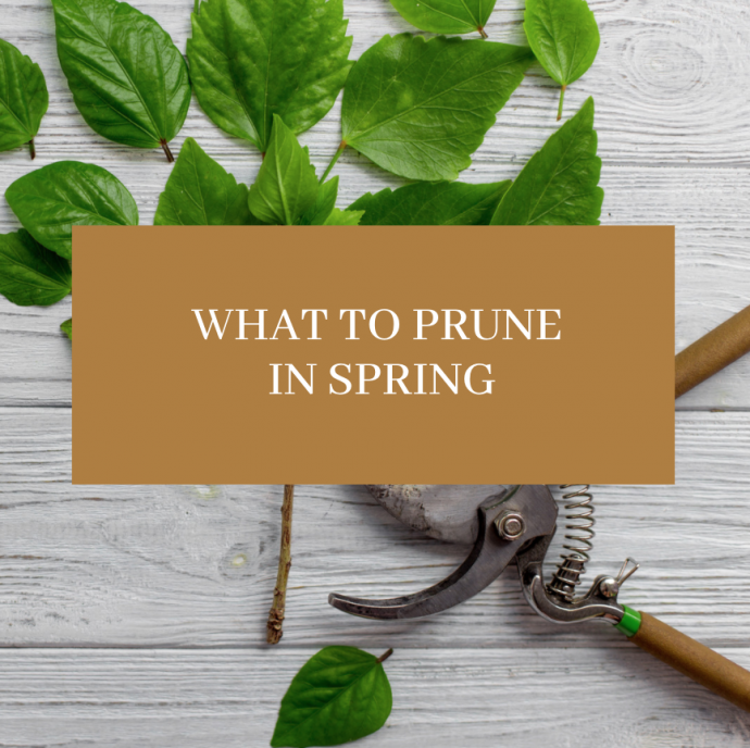 What to Prune in Spring