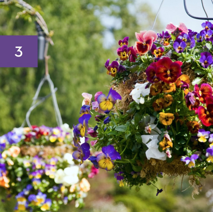 11 Perfect Hanging Basket Plants