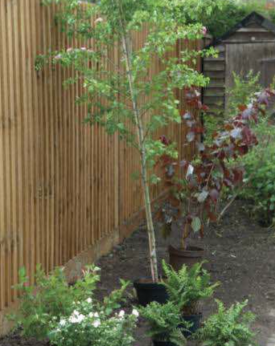 How-To Guide: Planting a Tree