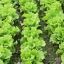 Tips to Keep Lettuce Growing in the Heat of Summer