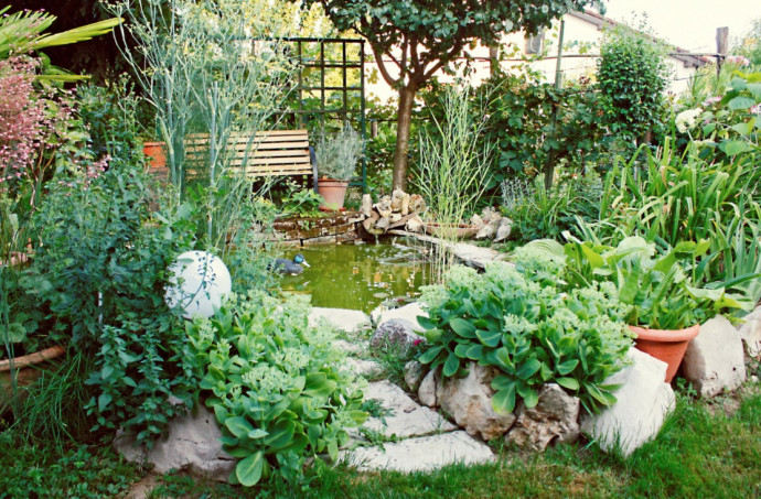 10 Tips for a Perfect Backyard Pond