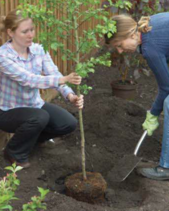 How-To Guide: Planting a Tree