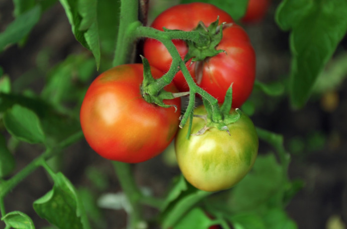 Top 10 Tomato Growing Tips