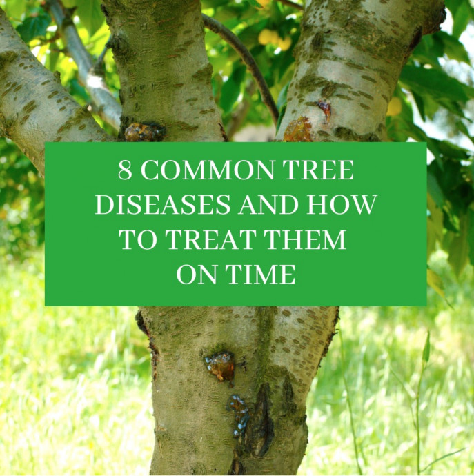 8 Common Tree Diseases and How to Treat Them On Time