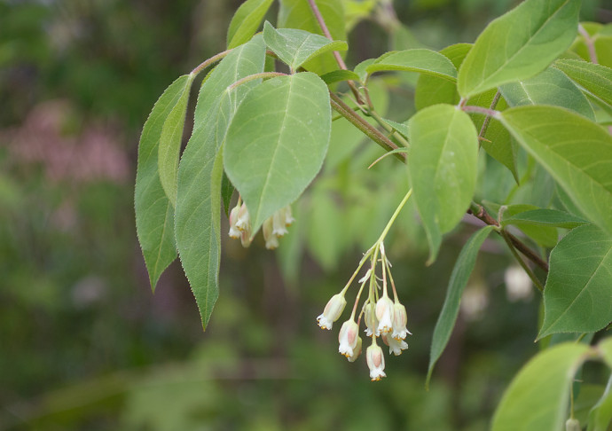 Best Plants for Poor Soil Best Plants for Poor Soil