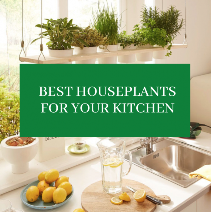 7 Best Houseplants for Your Kitchen