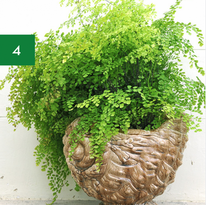 7 Indoor Plants Safe for Pets & Kids 7 Indoor Plants Safe for Pets & Kids