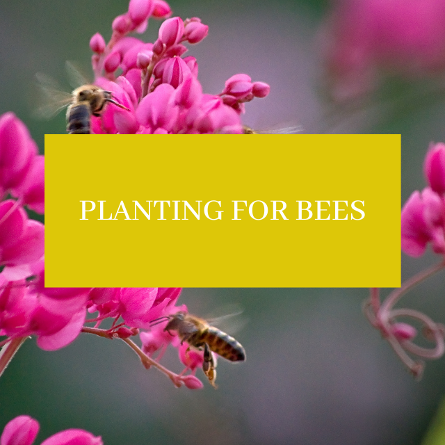 Bee-Friendly Garden Tips