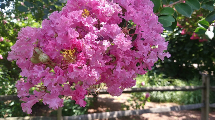 10 Best Flowering Trees for Your Landscape
