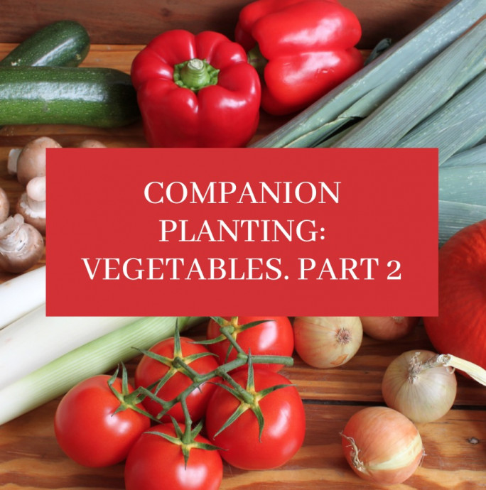 Companion Planting: Vegetables. Part 2