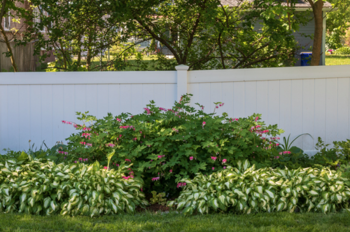 Garden Advice: Common Questions & Answers