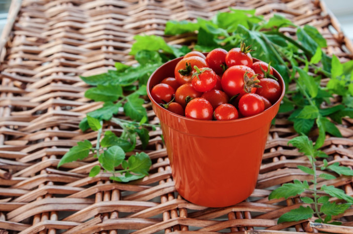 Top 10 Tomato Growing Tips