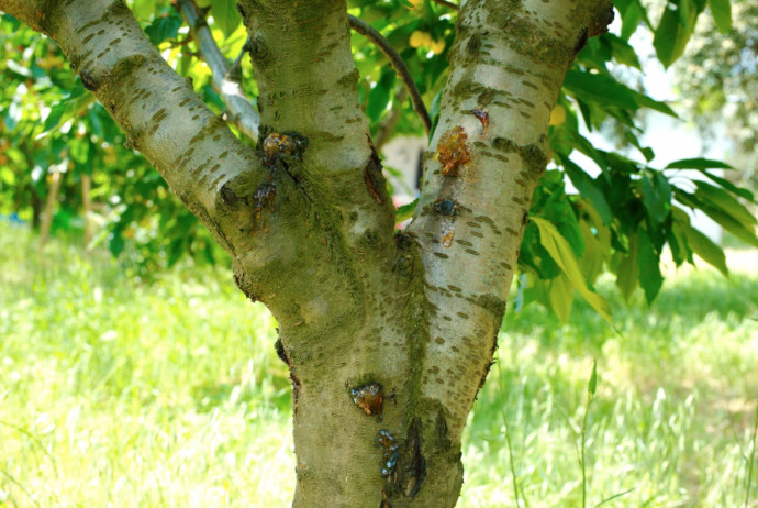 8 Common Tree Diseases and How to Treat Them On Time