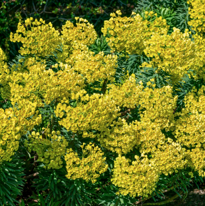 Best Plants for Poor Soil Best Plants for Poor Soil