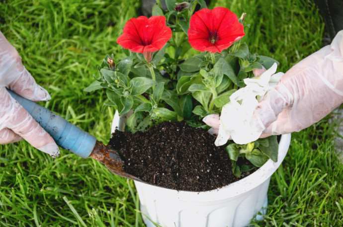 Transplanting Tips Transplanting Tips