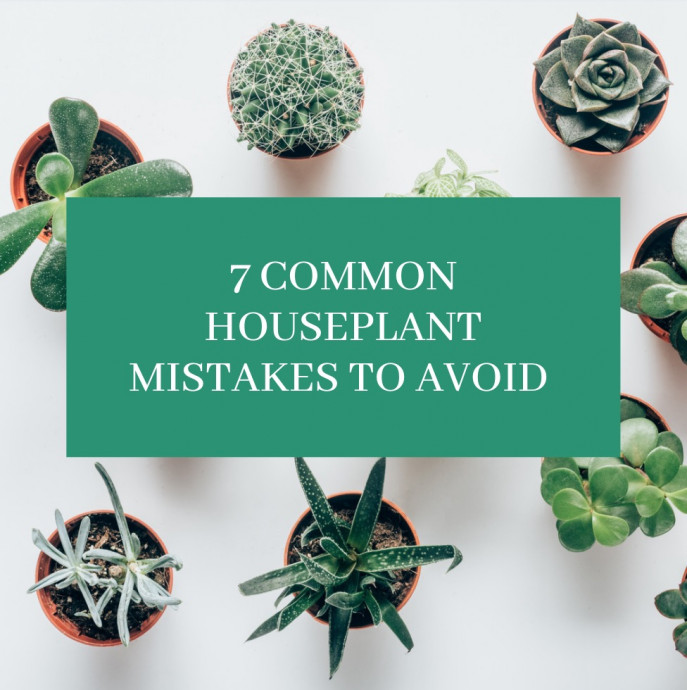 7 Common Houseplant Mistakes to Avoid