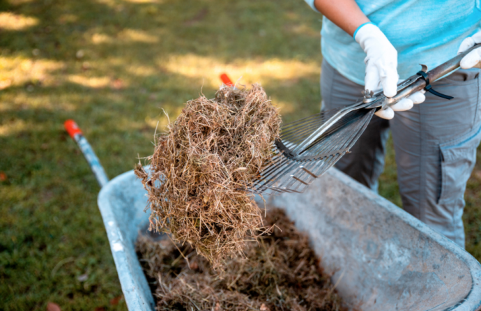 Garden Advice: Common Questions & Answers