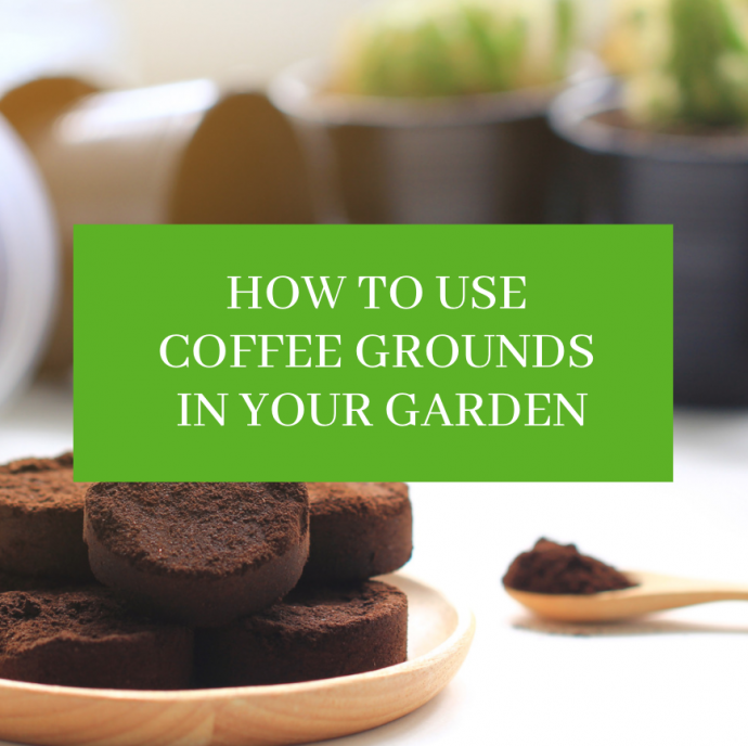 How to Use Coffee Grounds in Your Garden