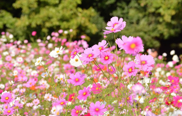 Top 10 Summer Bedding Plants Top 10 Summer Bedding Plants