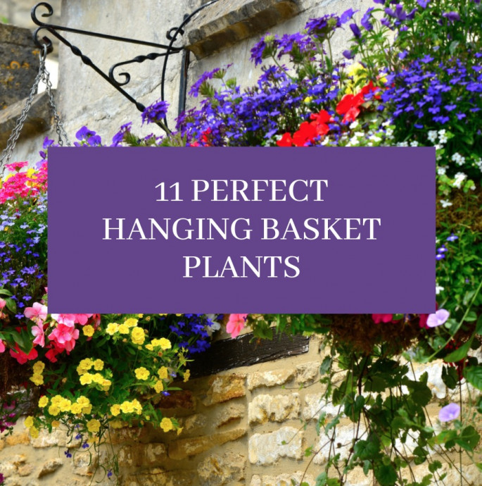 11 Perfect Hanging Basket Plants