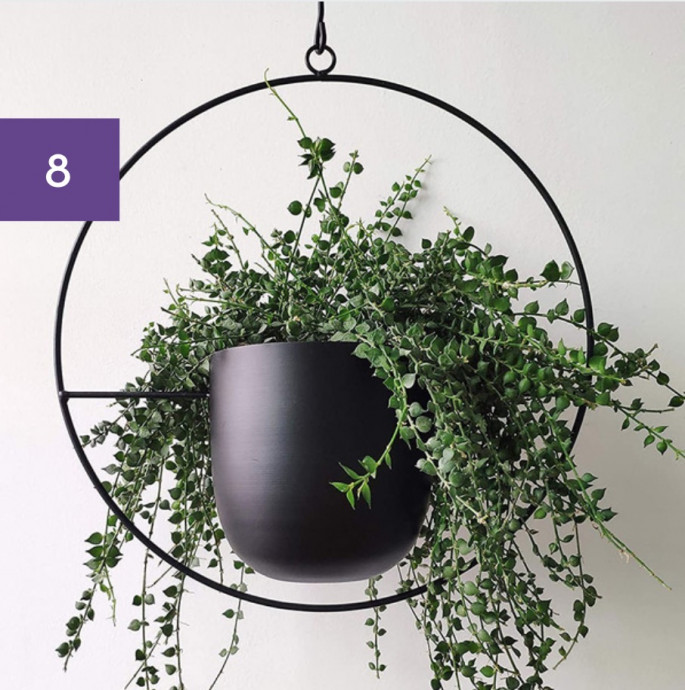 11 Perfect Hanging Basket Plants