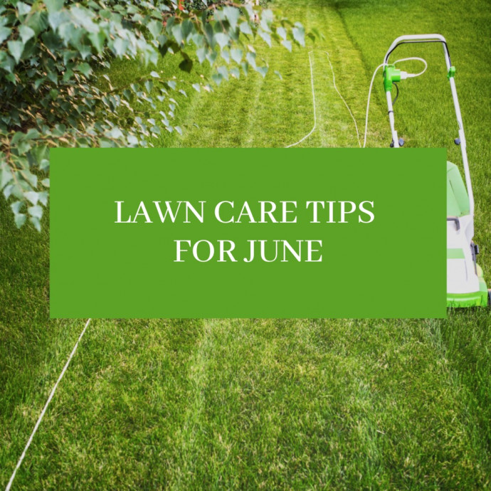 Early Summer Lawn Care: Guide & Tips