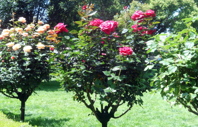 Pruning Roses: General Rules