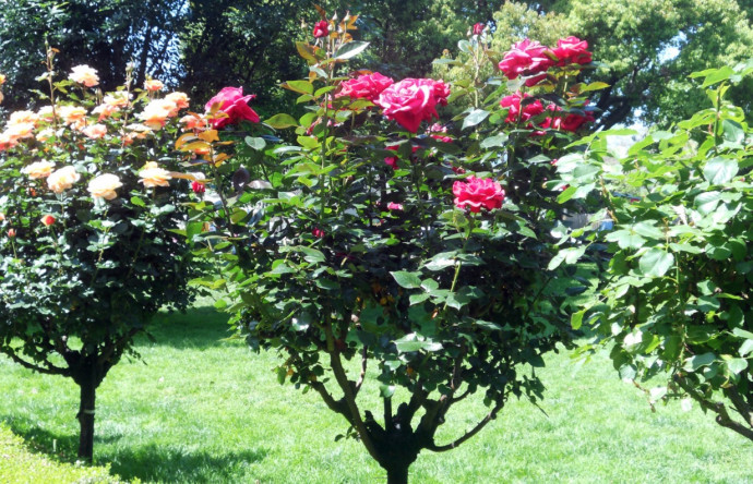 Pruning Roses: General Rules Pruning Roses: General Rules