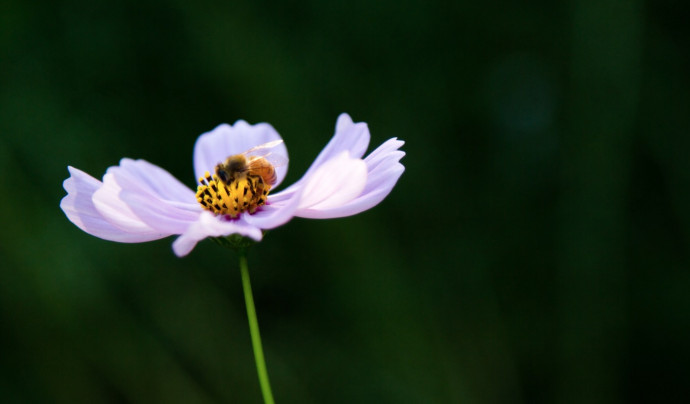 Bee-Friendly Garden Tips