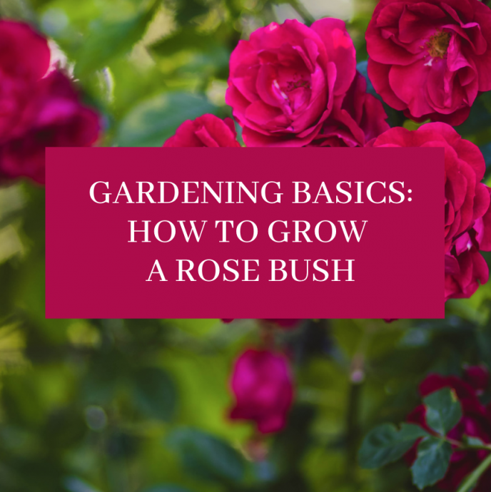 How to Grow a Rose Bush