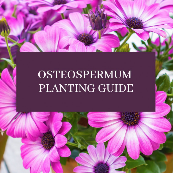 Osteospermum: Planting Guide