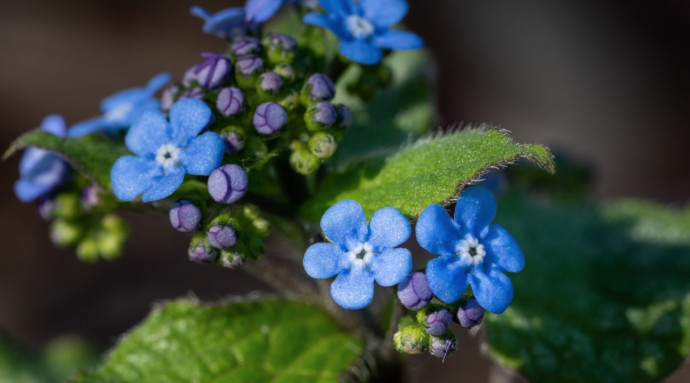 10 Best Shade-Loving Plants