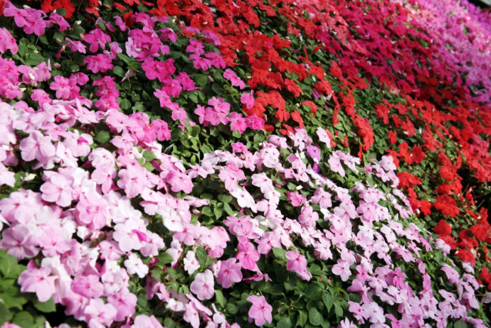 Top 10 Summer Bedding Plants Top 10 Summer Bedding Plants