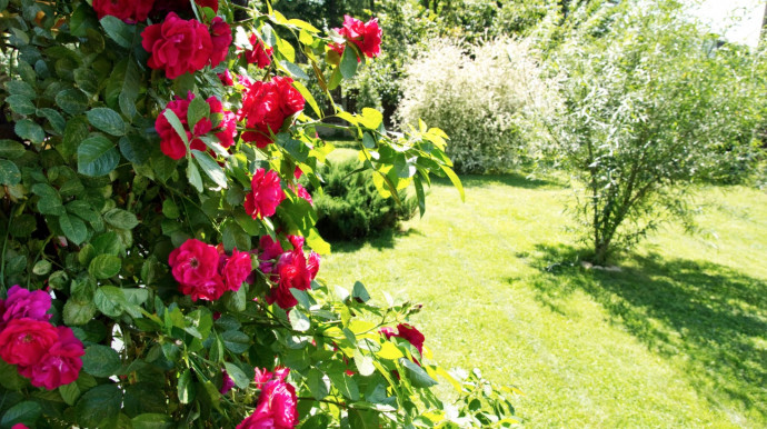 12 Common Gardening Q&A: Rosebushes