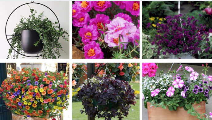 11 Perfect Hanging Basket Plants