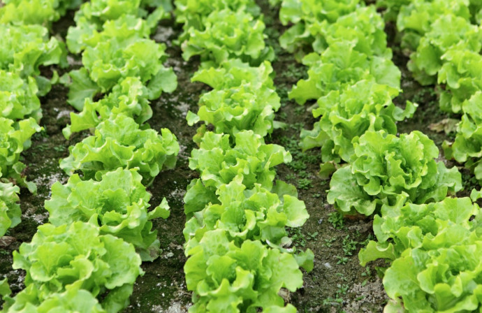 Tips to Keep Lettuce Growing in the Heat of Summer Tips to Keep Lettuce Growing in the Heat of Summer