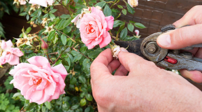 12 Common Gardening Q&A: Rosebushes