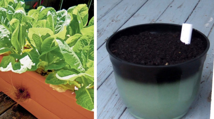 Self-Watering Containers (2 Ways)